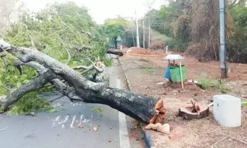 PWD officers seek nod from forest dept to axe another 25 trees