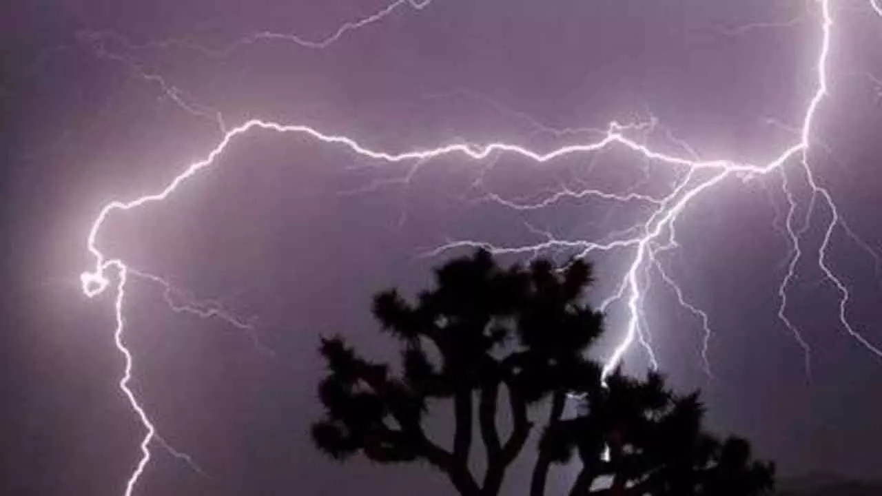 Lightning strike kills 50 sheep Lightning strike kills 50 sheep
