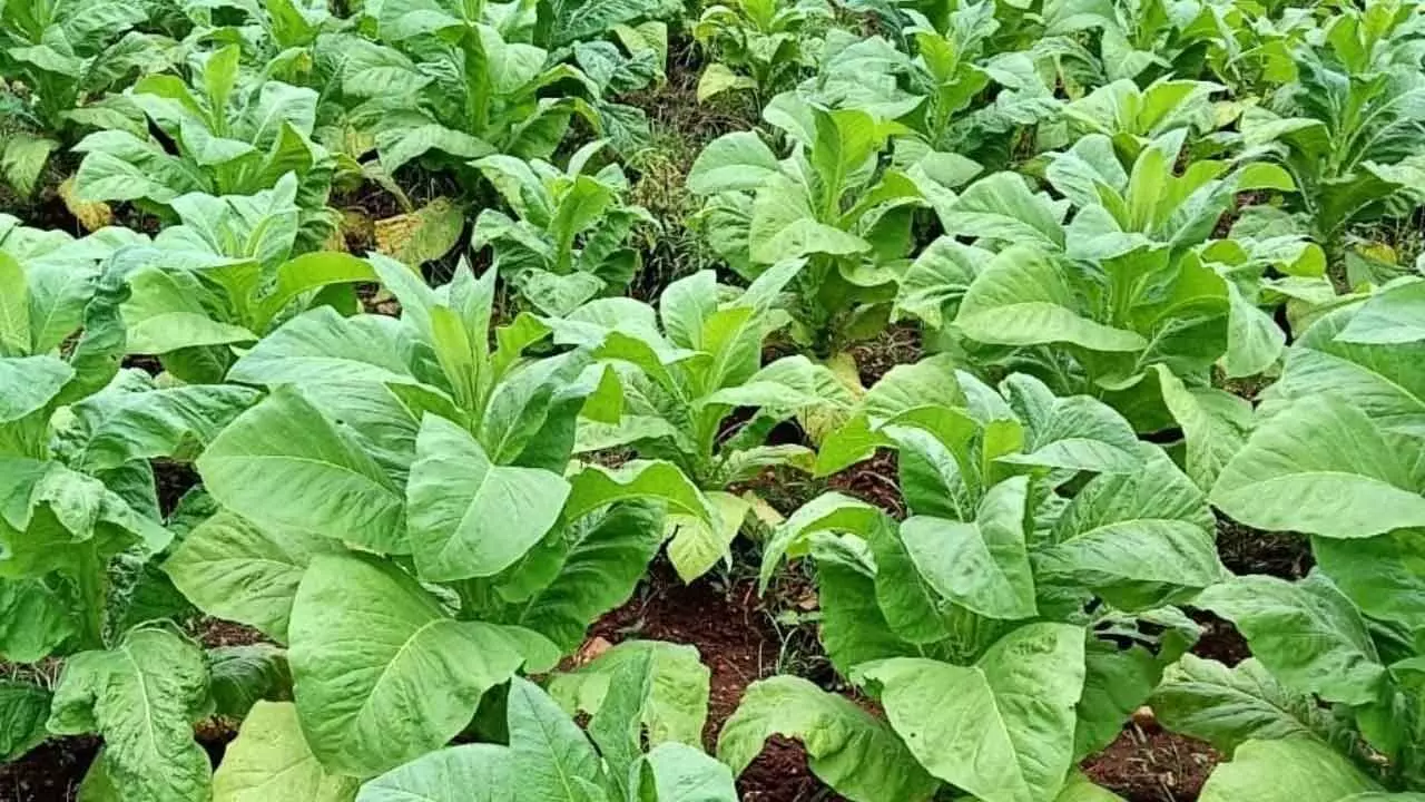 Tobacco cultivation declines due to health concerns Tobacco cultivation declines due to health concerns