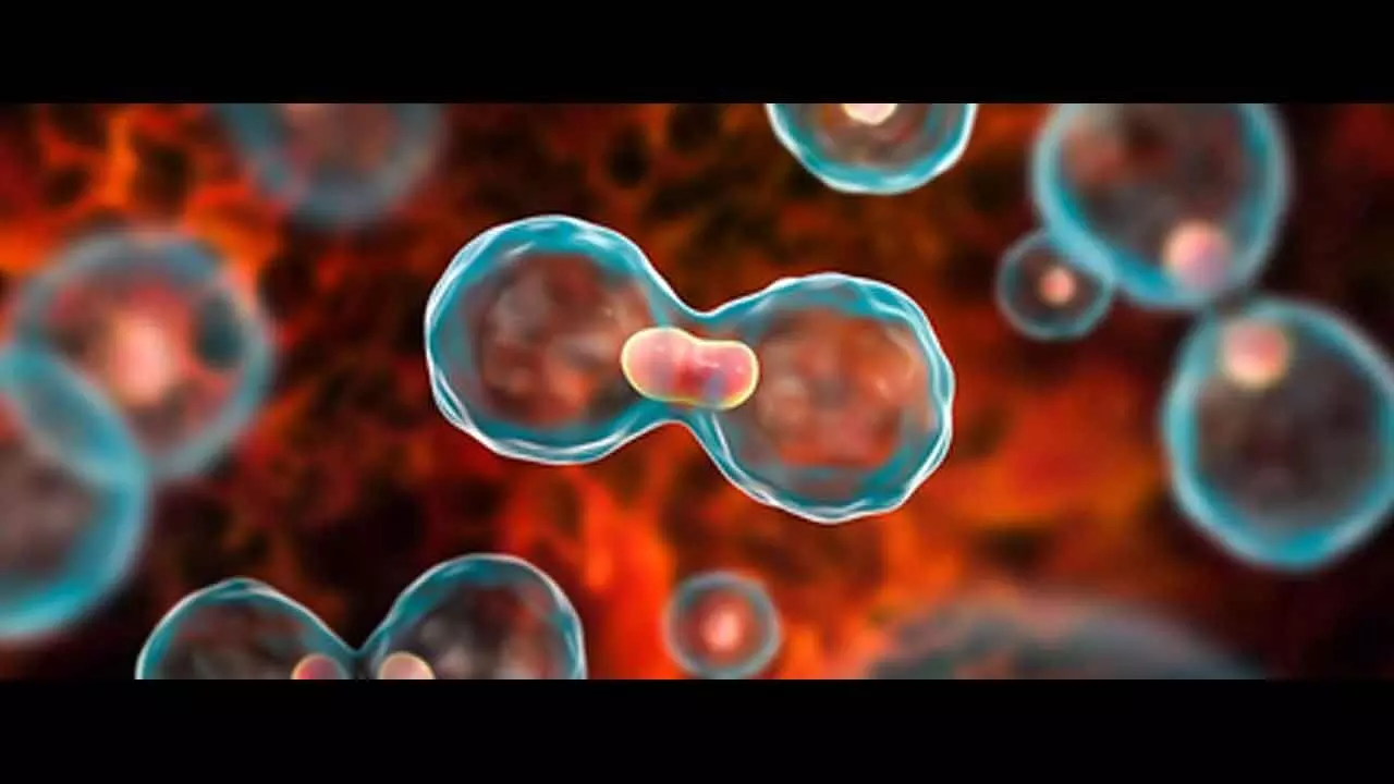 Scientists create novel method to identify healthy and cancerous cells