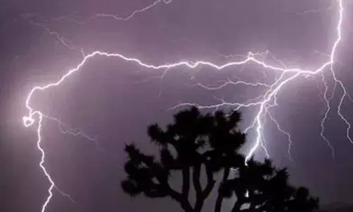 Lightning strike kills 50 sheep