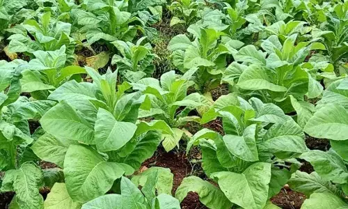 Tobacco cultivation declines due to health concerns