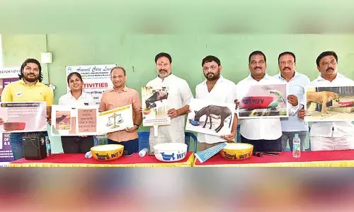 People urged to provide water for stray animals, birds