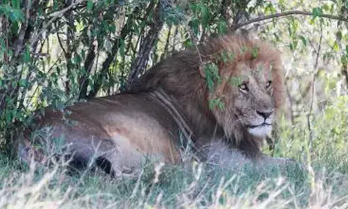 Nairobi girl dragged away, killed by lion