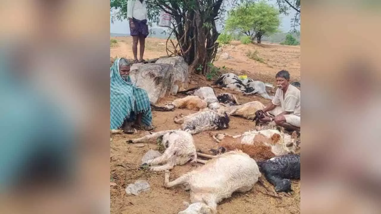 Lightning Strike Kills 25 Sheep in Gopalpet: MLA Megha Reddy Promises Government Support Lightning Strike Kills 25 Sheep in Gopalpet: MLA Megha Reddy Promises Government Support