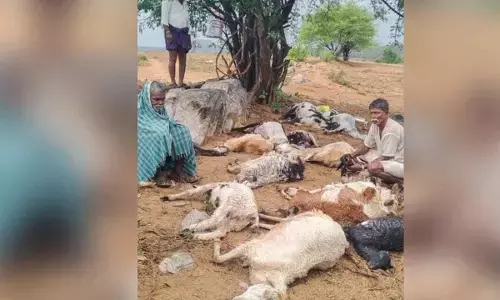 Lightning Strike Kills 25 Sheep in Gopalpet: MLA Megha Reddy Promises Government Support