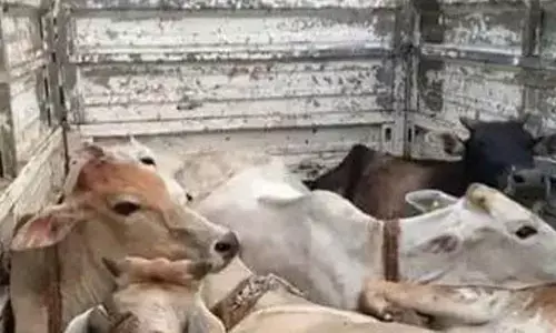 Supreme Court cancels bail of habitual cow smuggler accused