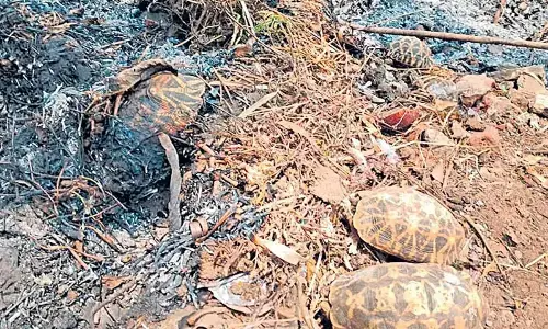 Rare Star tortoises die in Srikurmam temple