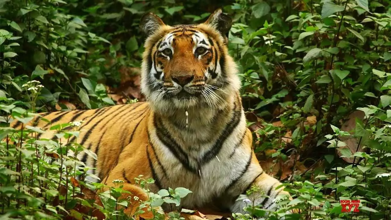 Tiger sighting thrills tourists at Nallamala forest