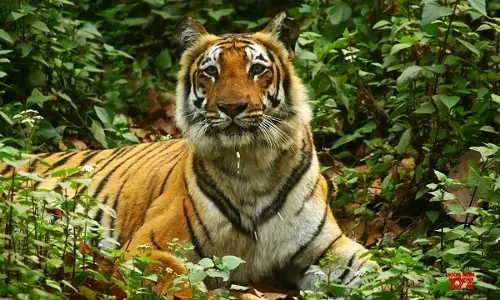 Priest killed by tiger in Ranthambore Fort