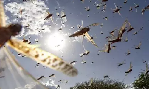 Locust outbreak confirmed in northeastern Namibia