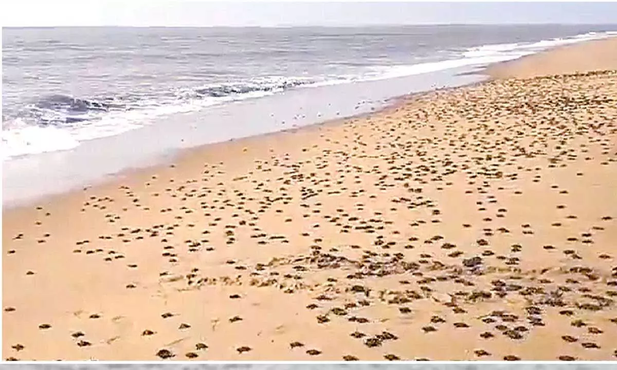 Lakhs of turtle hatchlings emerge without mothers Lakhs of turtle hatchlings emerge without mothers