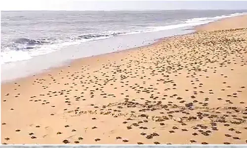 Lakhs of turtle hatchlings emerge without mothers