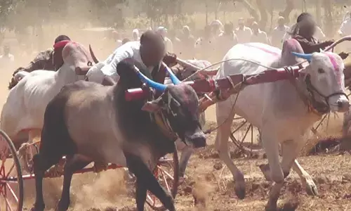 Police Halt Illegal Ram Fights and Bullock Cart Races Across North Karnataka Following PETA Alert