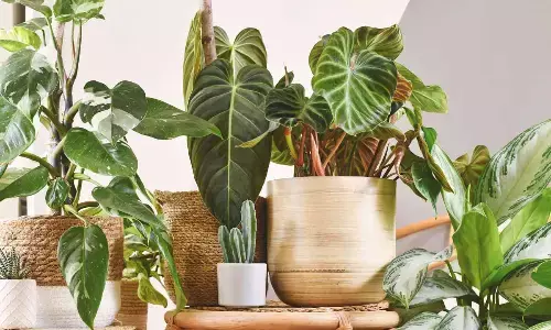 Medicinal Plants That Bring Positivity, Purify Air, and Boost Well-Being