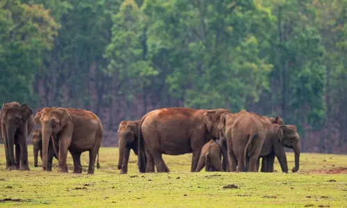 Similipal declared as National Park