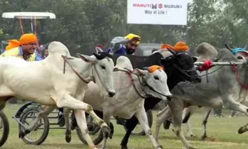 Police halt illegal ram fights, bullock cart races across north K’taka