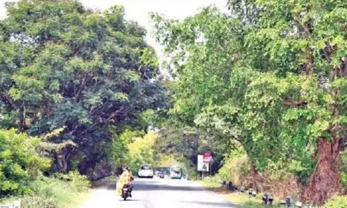 Demand for tree authority gains momentum