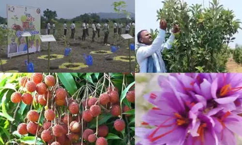 Apple farming in Karnataka, saffron in Kerala: PM Modi showcases Indias green success stories