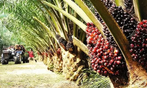 Oil Palm: A high-yield alternative for a sustainable future