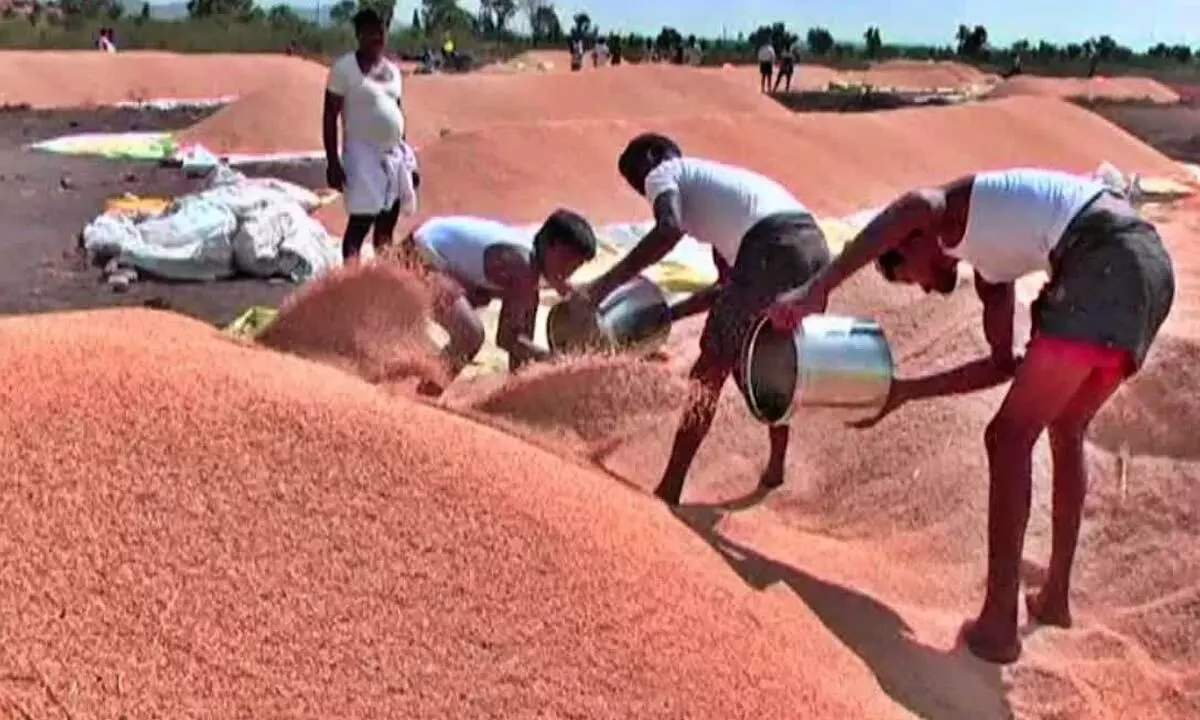 Farmers in Ballary distressed over falling paddy prices after double crop yield Farmers in Ballary distressed over falling paddy prices after double crop yield