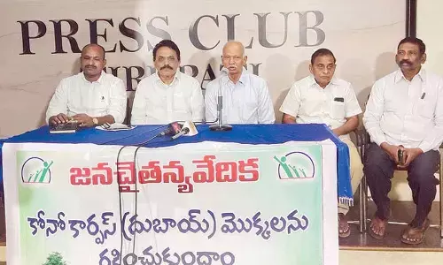 Conocarpus is a climate ally, not a threat: Experts