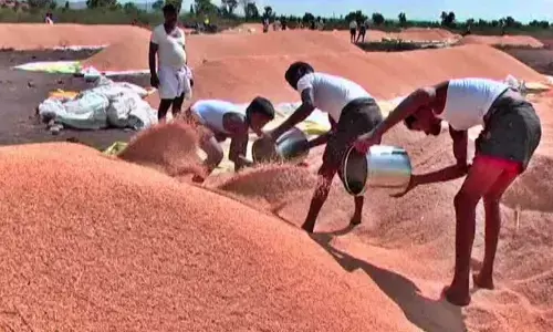 Farmers in Ballary distressed over falling paddy prices after double crop yield
