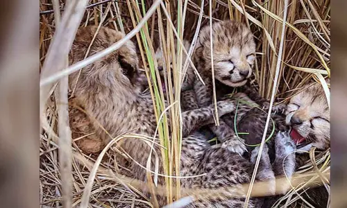 5 more cheetah cubs born in Kuno National Park