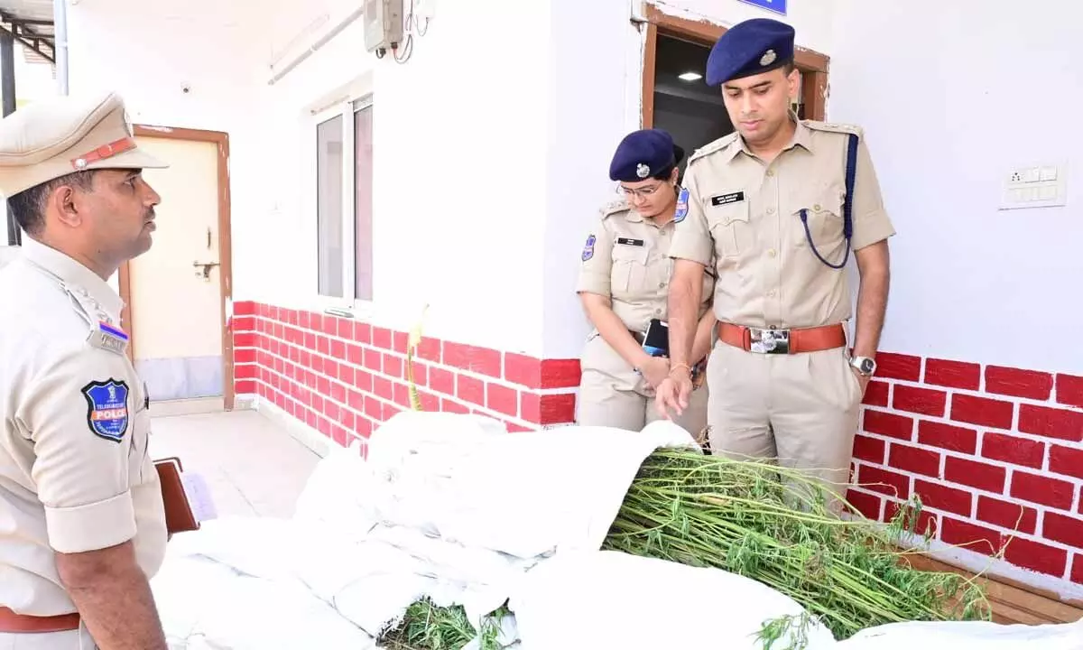 Police seized 180 ganja plants, Worth Rs.18 Lakhs