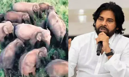 Task Force deployed to tackle elephant threat