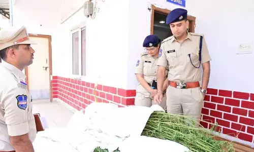 Adilabad: Police seize 180 ganja plants worth Rs 18 lakh