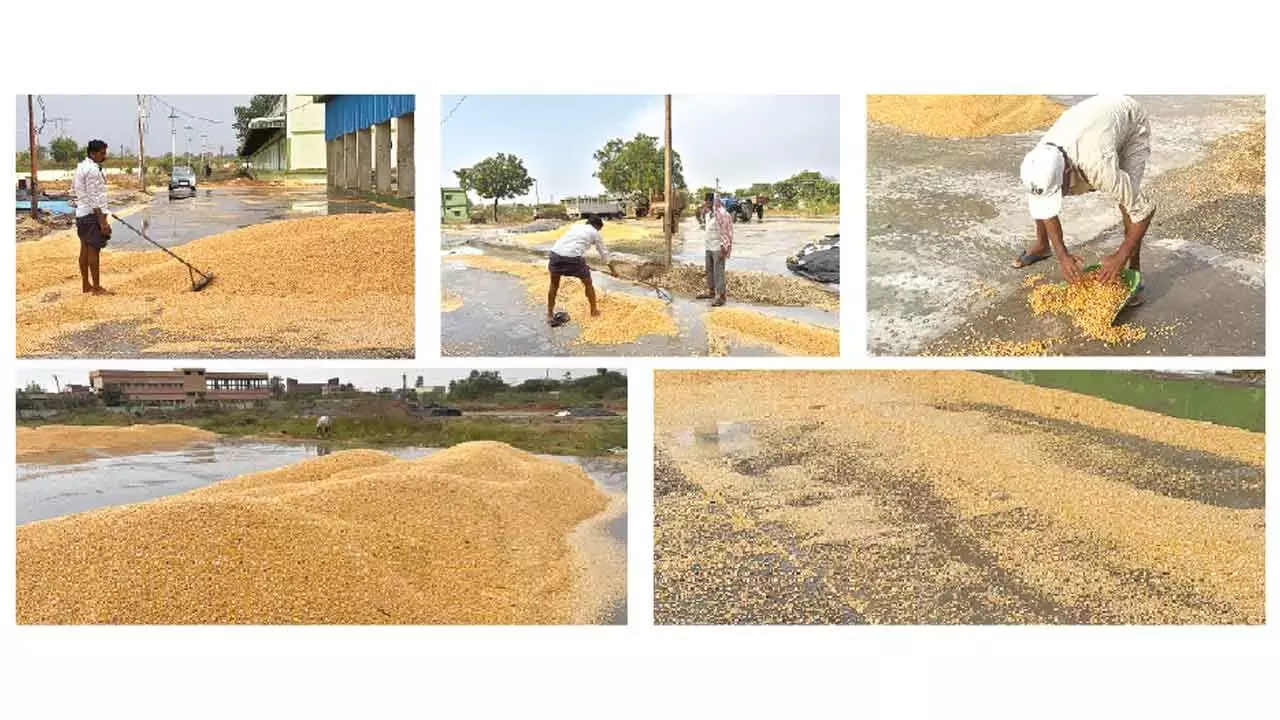 Nagarkurnool: Unseasonal rains cause heavy losses to farmers