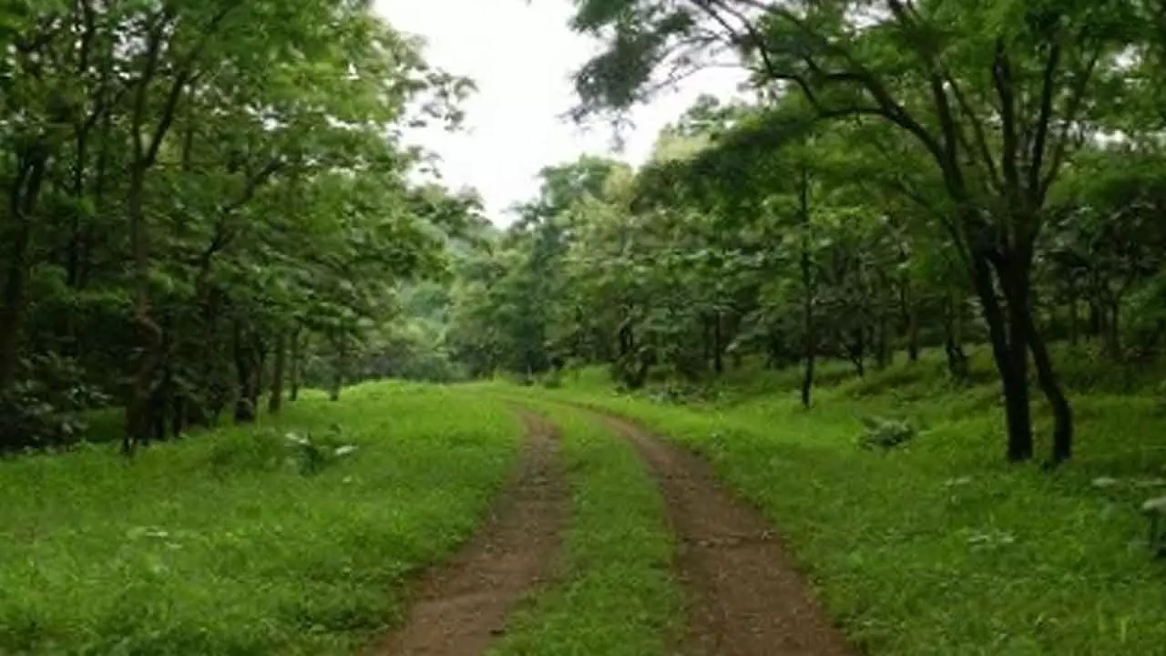 Increasing urban vegetation can save over 1.1 mn lives from heat-related deaths: Study Increasing urban vegetation can save over 1.1 mn lives from heat-related deaths: Study