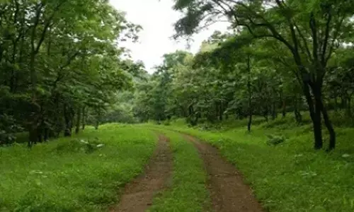 Increasing urban vegetation can save over 1.1 mn lives from heat-related deaths: Study