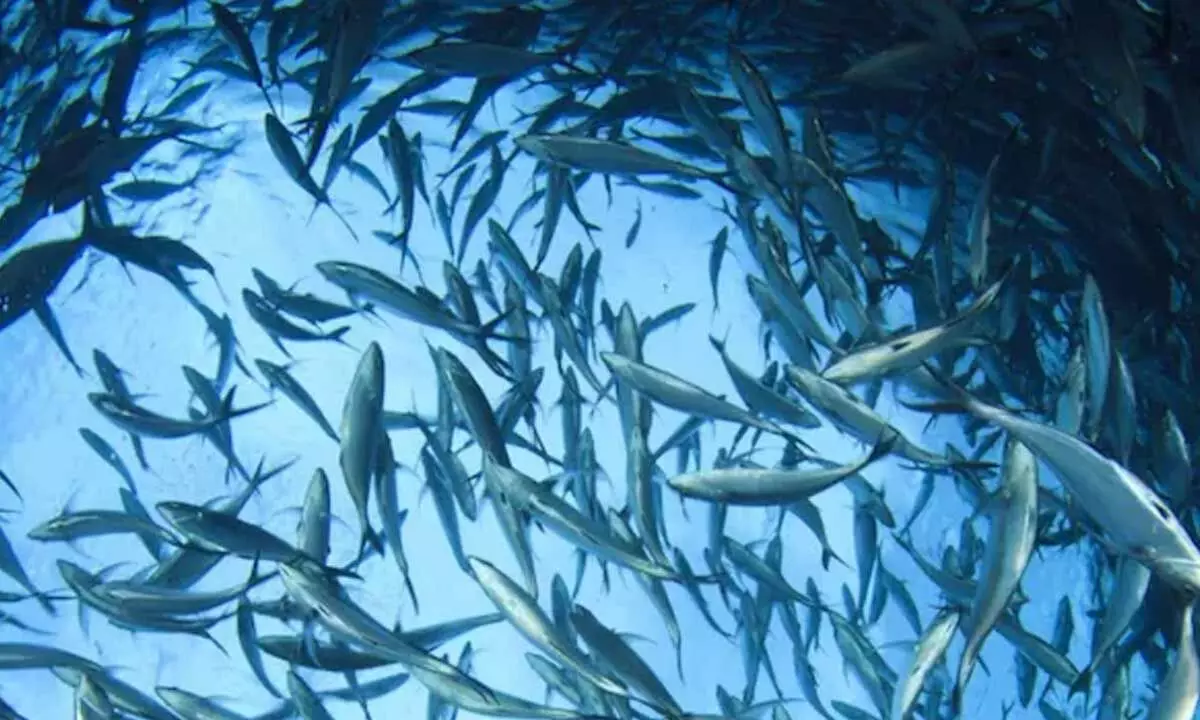 World Tuna Day 2025: Theme, History, Importance and How It is Celebrated World Tuna Day 2025: Theme, History, Importance and How It is Celebrated