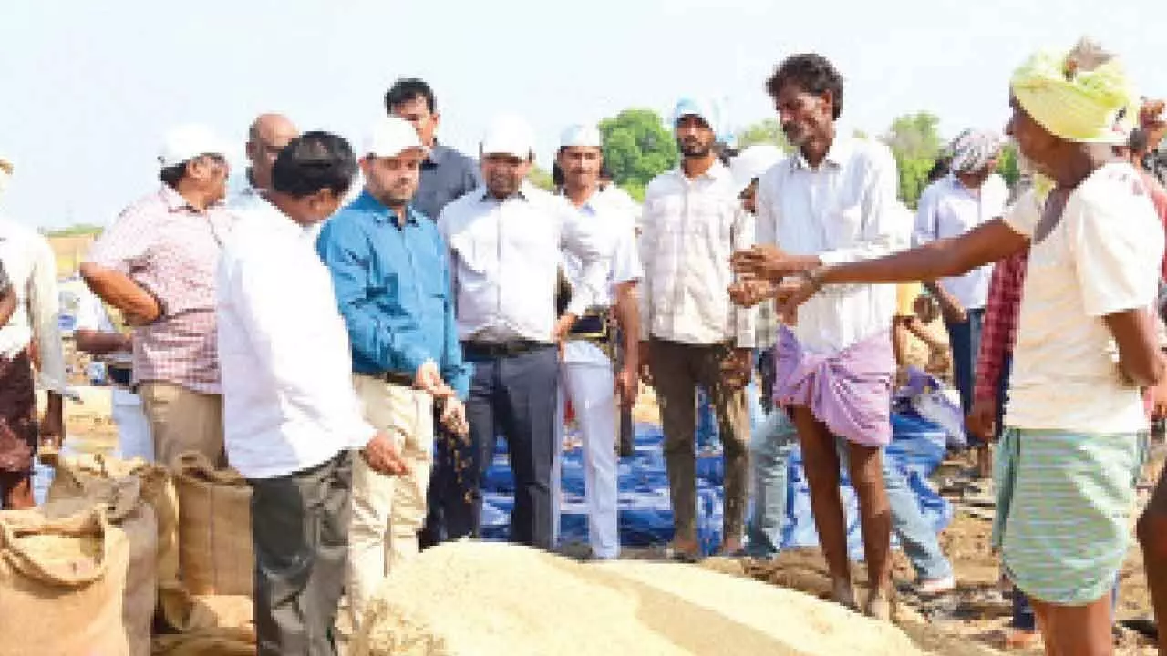 Govt will purchase rain-damaged paddy, Collector assures farmers Govt will purchase rain-damaged paddy, Collector assures farmers