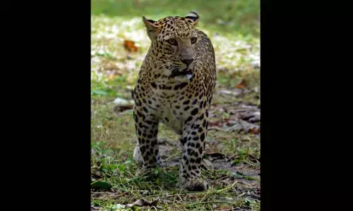54 leopards in Mumbai forests credited for highest density in world