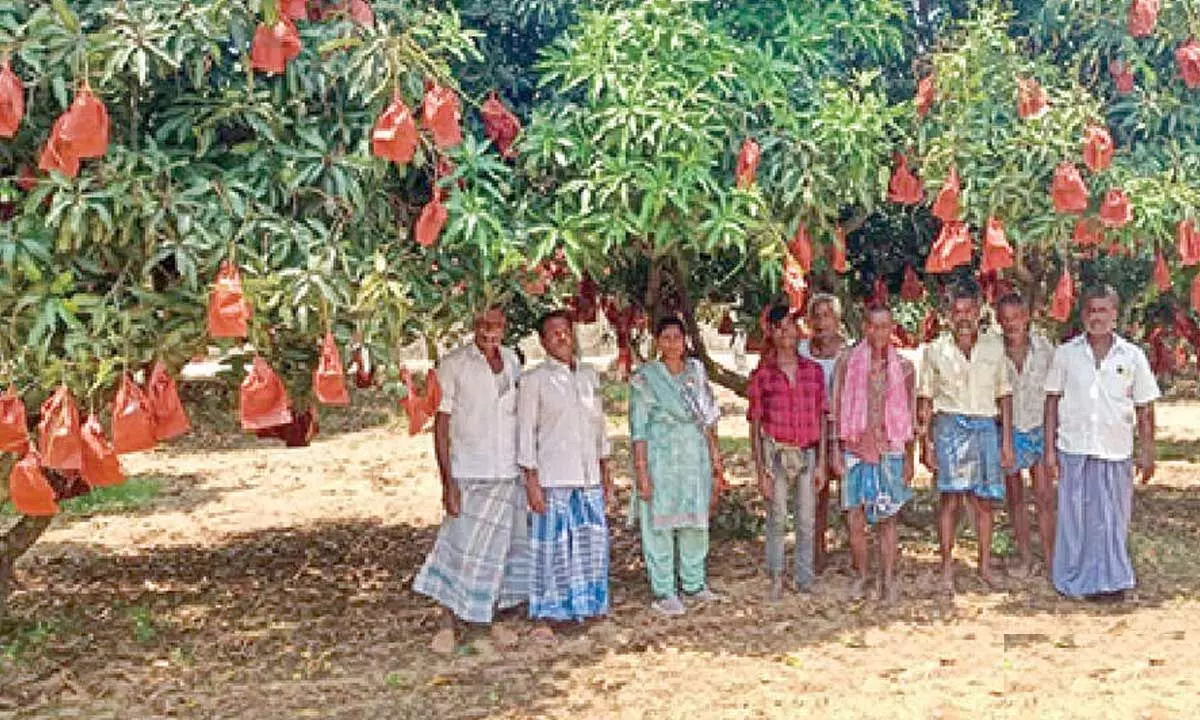 Ordinary technique reaps extraordinary returns Ordinary technique reaps extraordinary returns