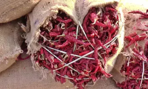 World-renowned Byadagi chillies sees fall in price as production spikes
