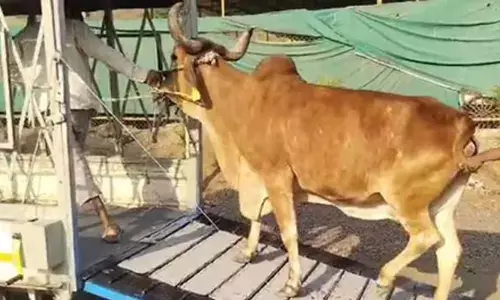 Cops, GHMC clear stray cattle from streets of Sec’bad