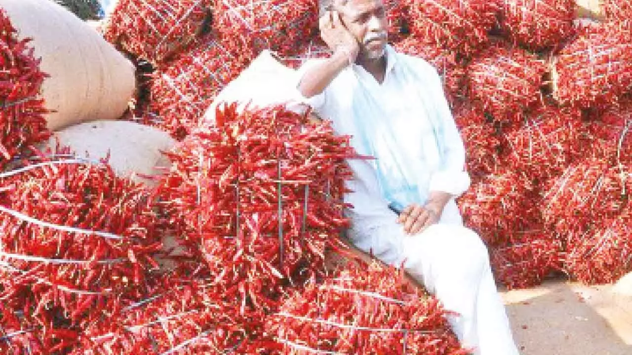 Centre agrees to bail out chilli farmers from crisis Centre agrees to bail out chilli farmers from crisis