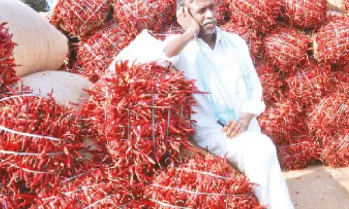 Centre agrees to bail out chilli farmers from crisis