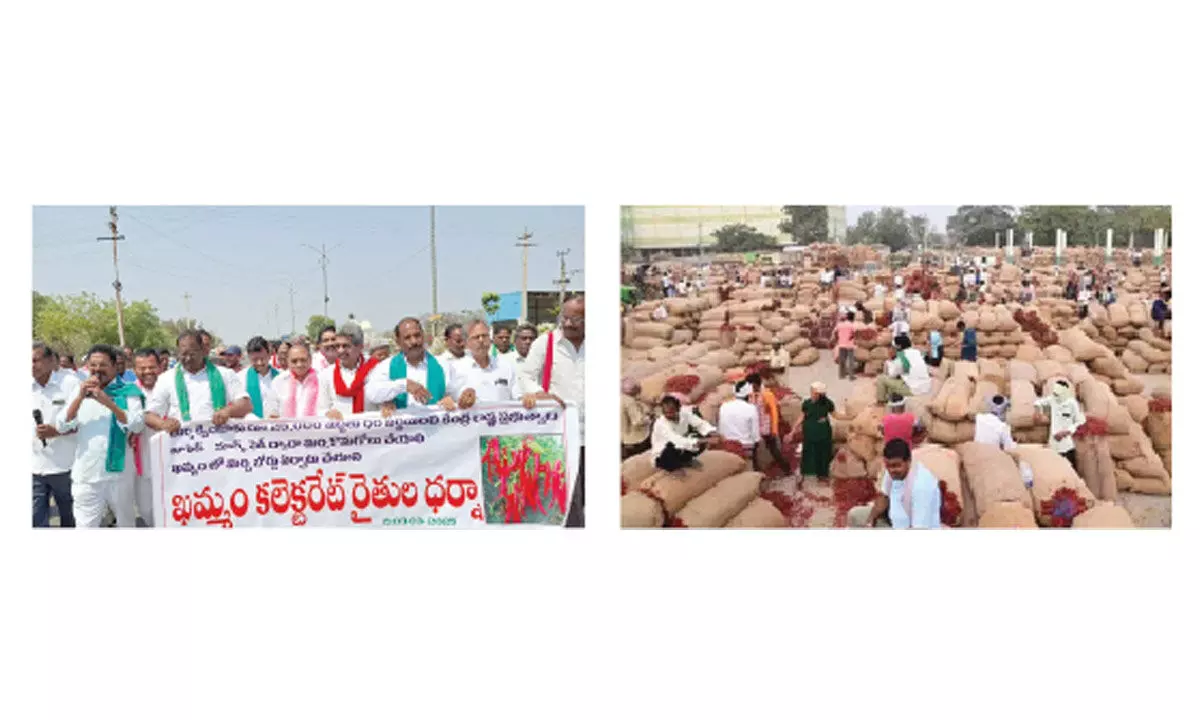 Demand grows for chilli board in Khammam