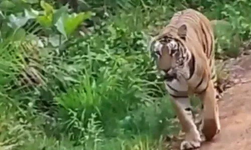 Tiger Sighting Thrills Tourists in Nallamala Forest