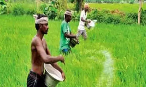 IMD forecast for early monsoon brightens Kuruvai prospects in TNs Cauvery delta