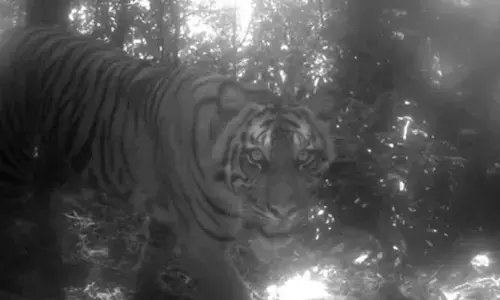 Tiger mauls woman to death in MP