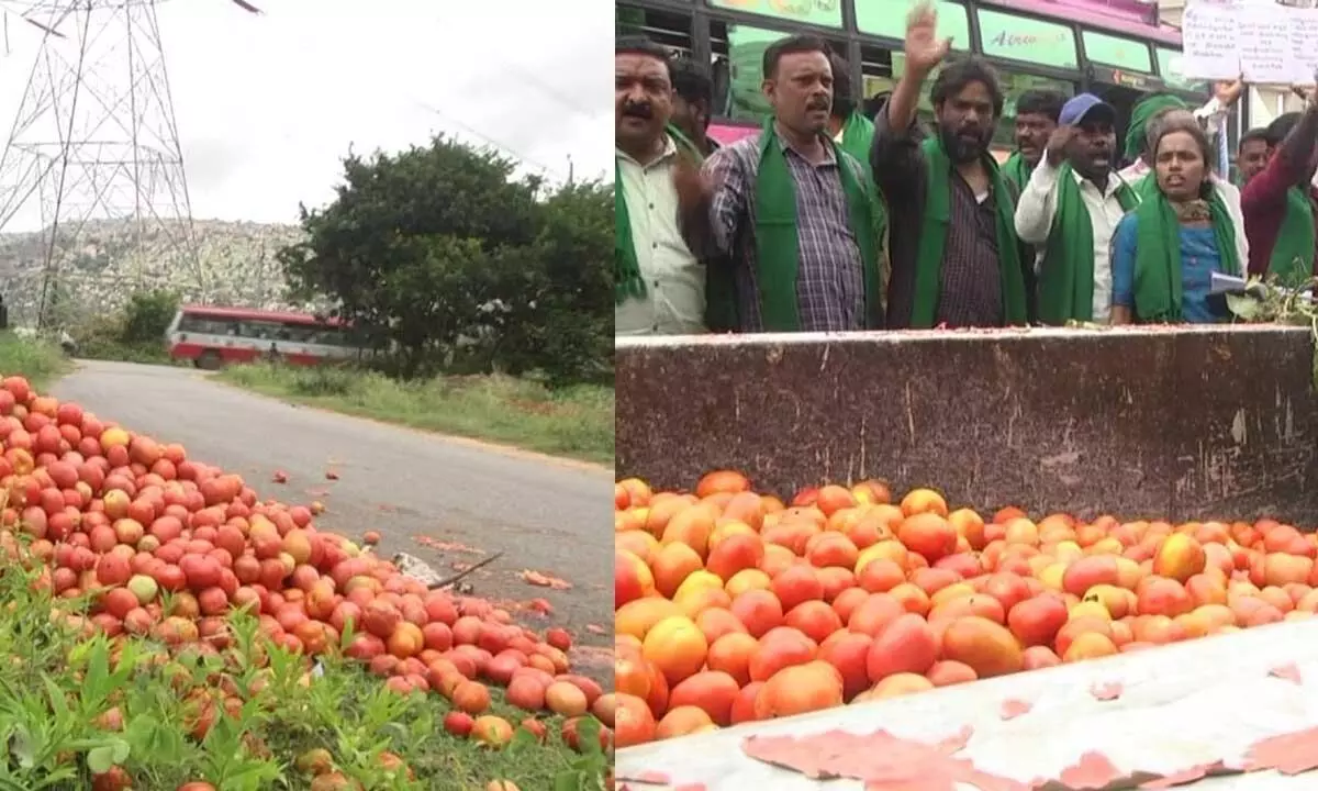 Tomato prices plummet, farmers face severe losses Tomato prices plummet, farmers face severe losses