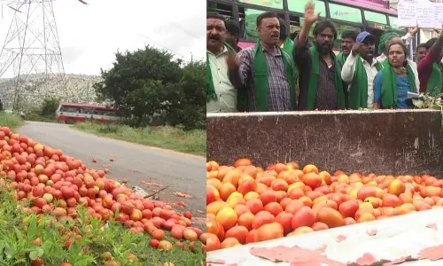 Tomato prices plummet, farmers face severe losses