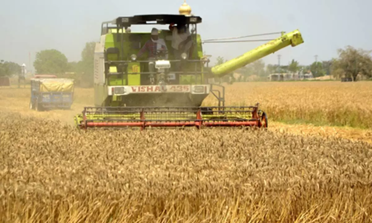 MP procures 77.74 lakh tons of wheat this season