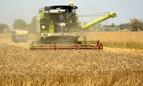 MP procures 77.74 lakh tons of wheat this season